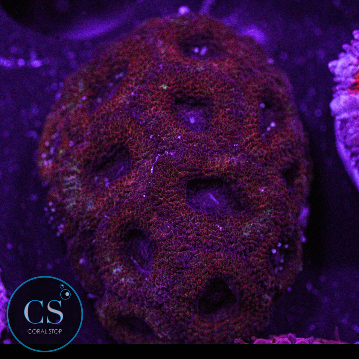 Peppermint Micromussa