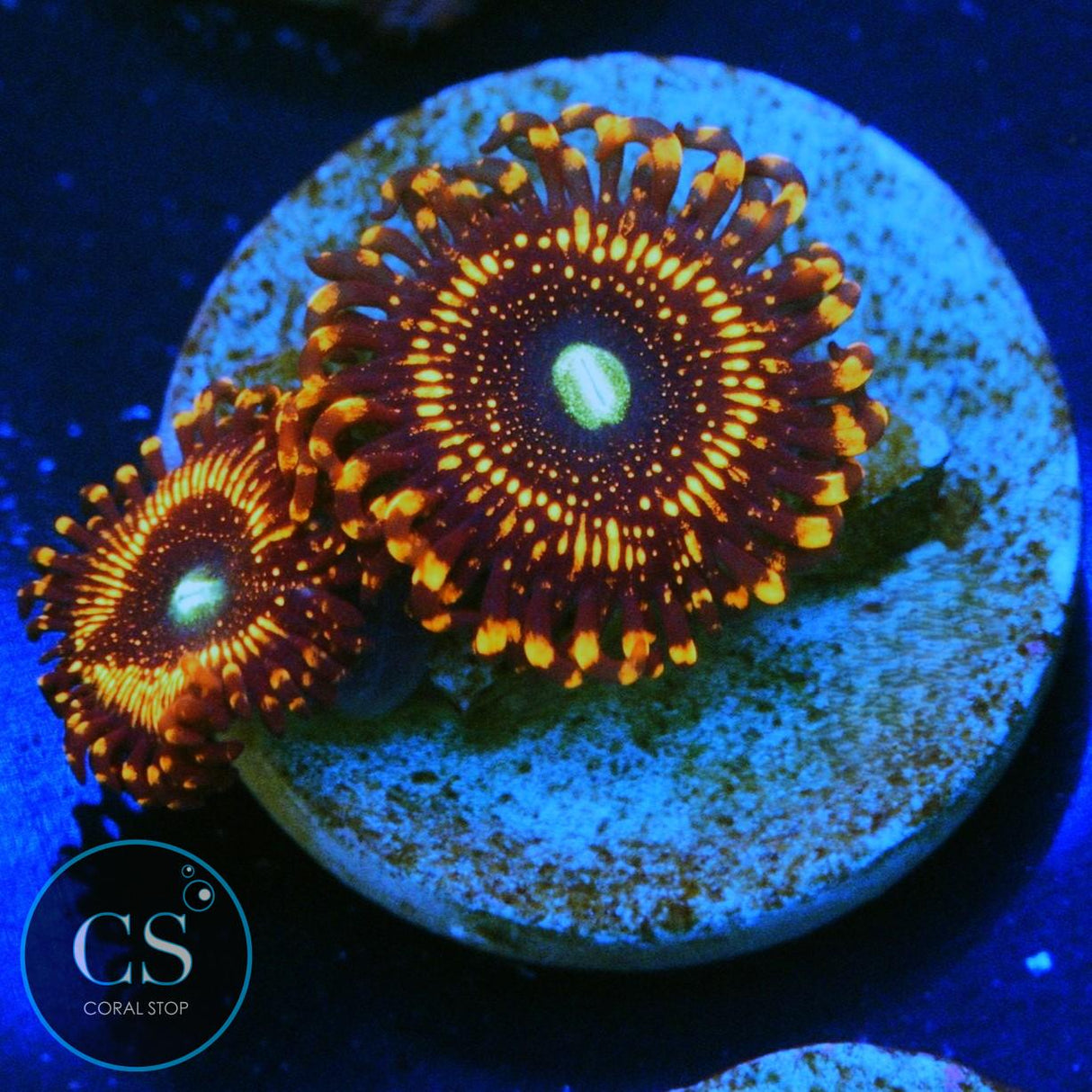 WWC ILLUMINATI ZOA