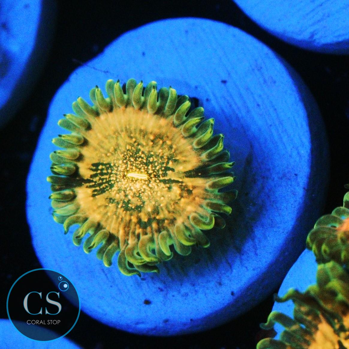 HAWAIIAN DING DANG ZOA