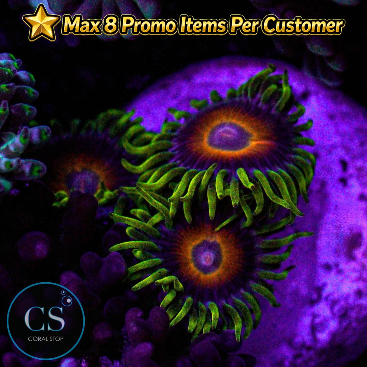 Eagle Eye Zoa