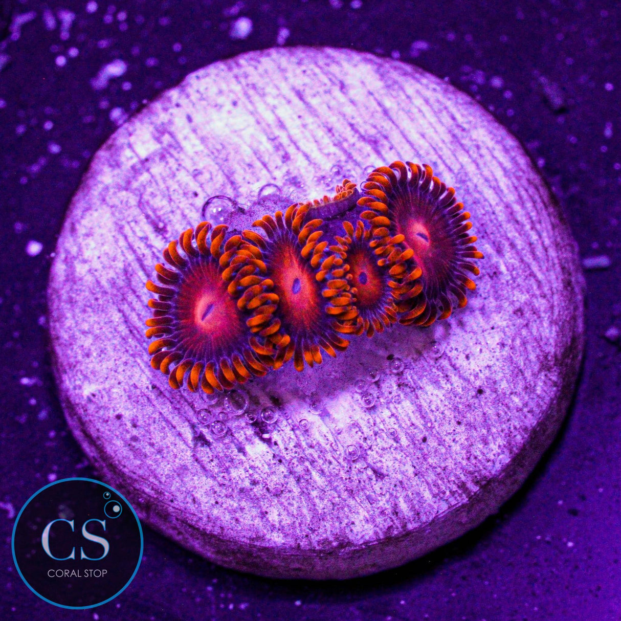 Orange Bam Bam Zoa