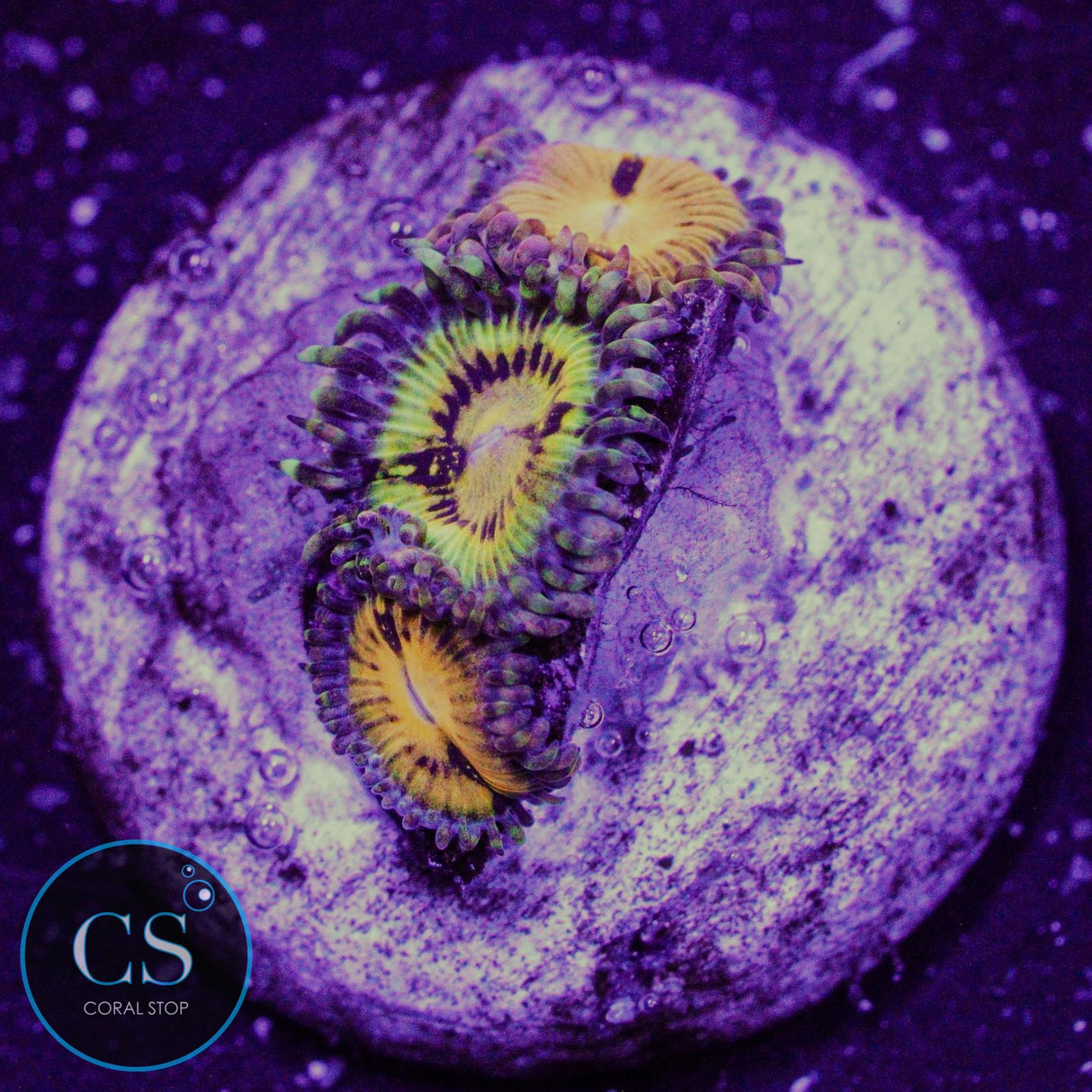 Butt Muncher Zoa