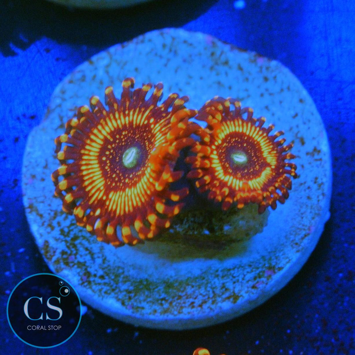 WWC ILLUMINATI ZOA