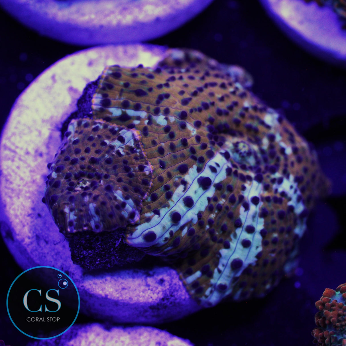 DOUBLE LEOPARD DISCO MUSHROOM