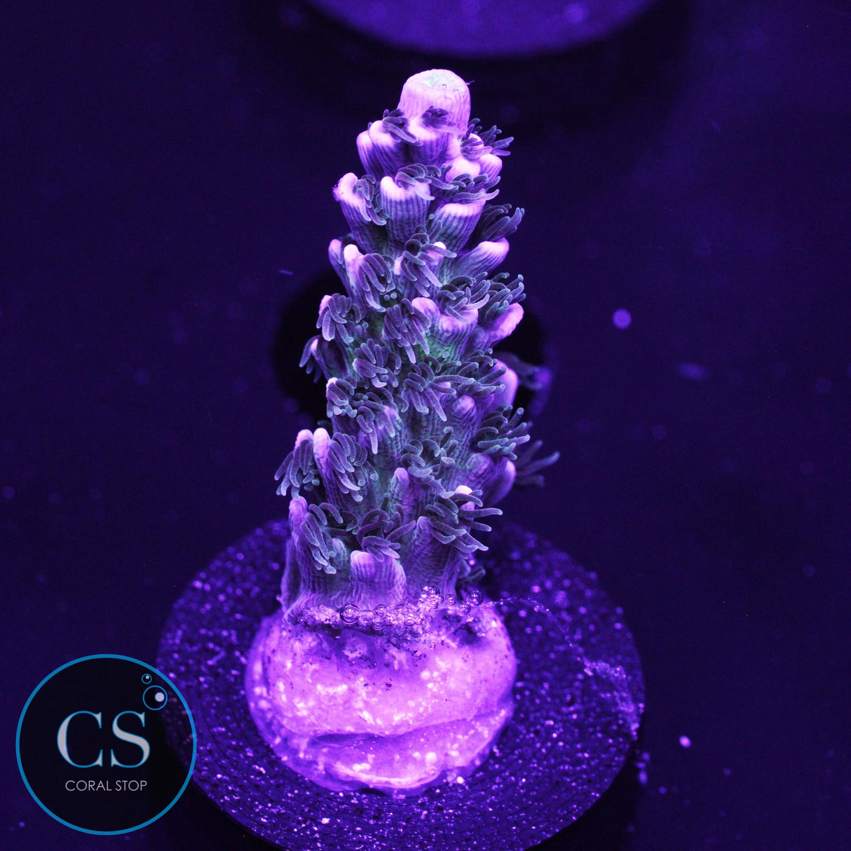 TCK Ultimate Tenuis Acro