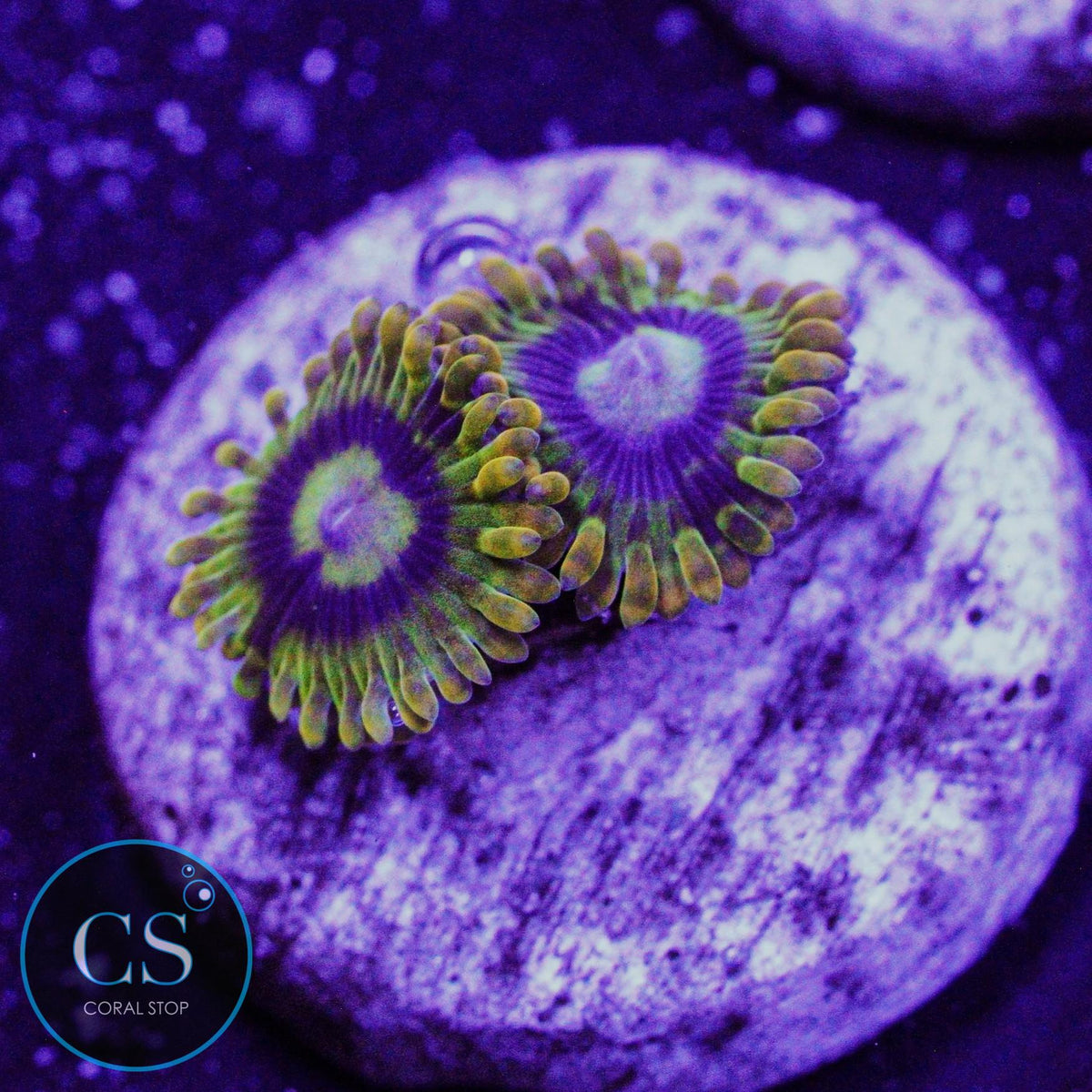 Rainbow Yoda Zoa
