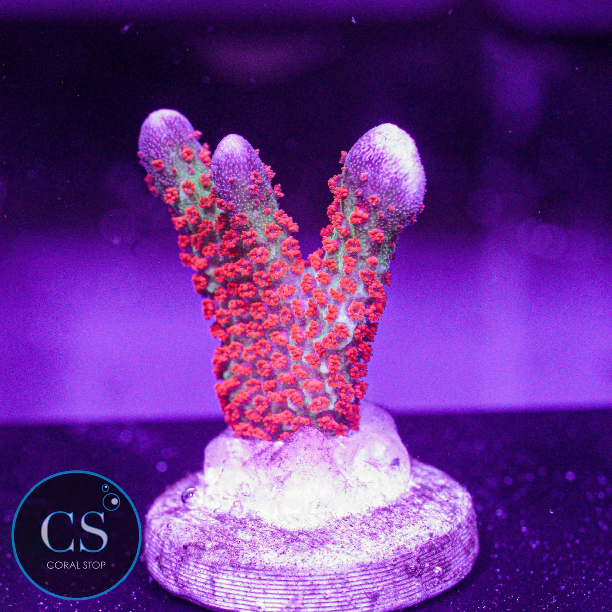 Bubblegum Digitata