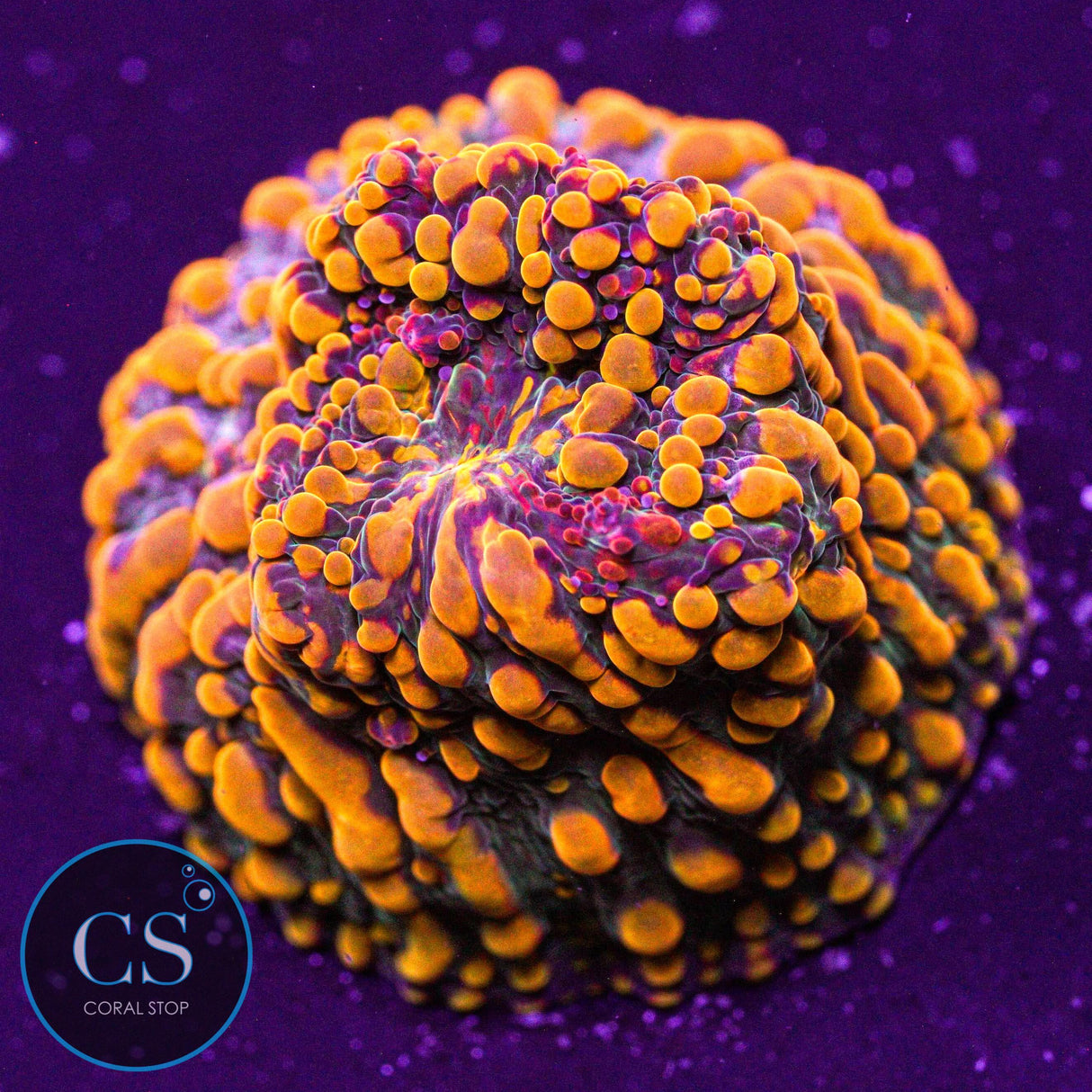 CC Cloudberry Chalice