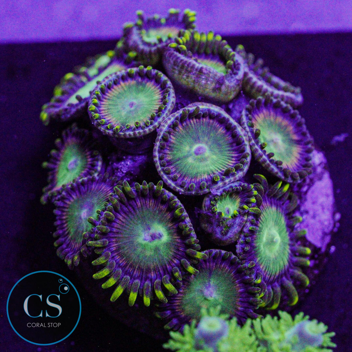 Radioactive Dragon Eye Zoa