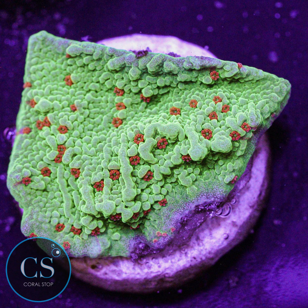 Seasons Greetings Montipora
