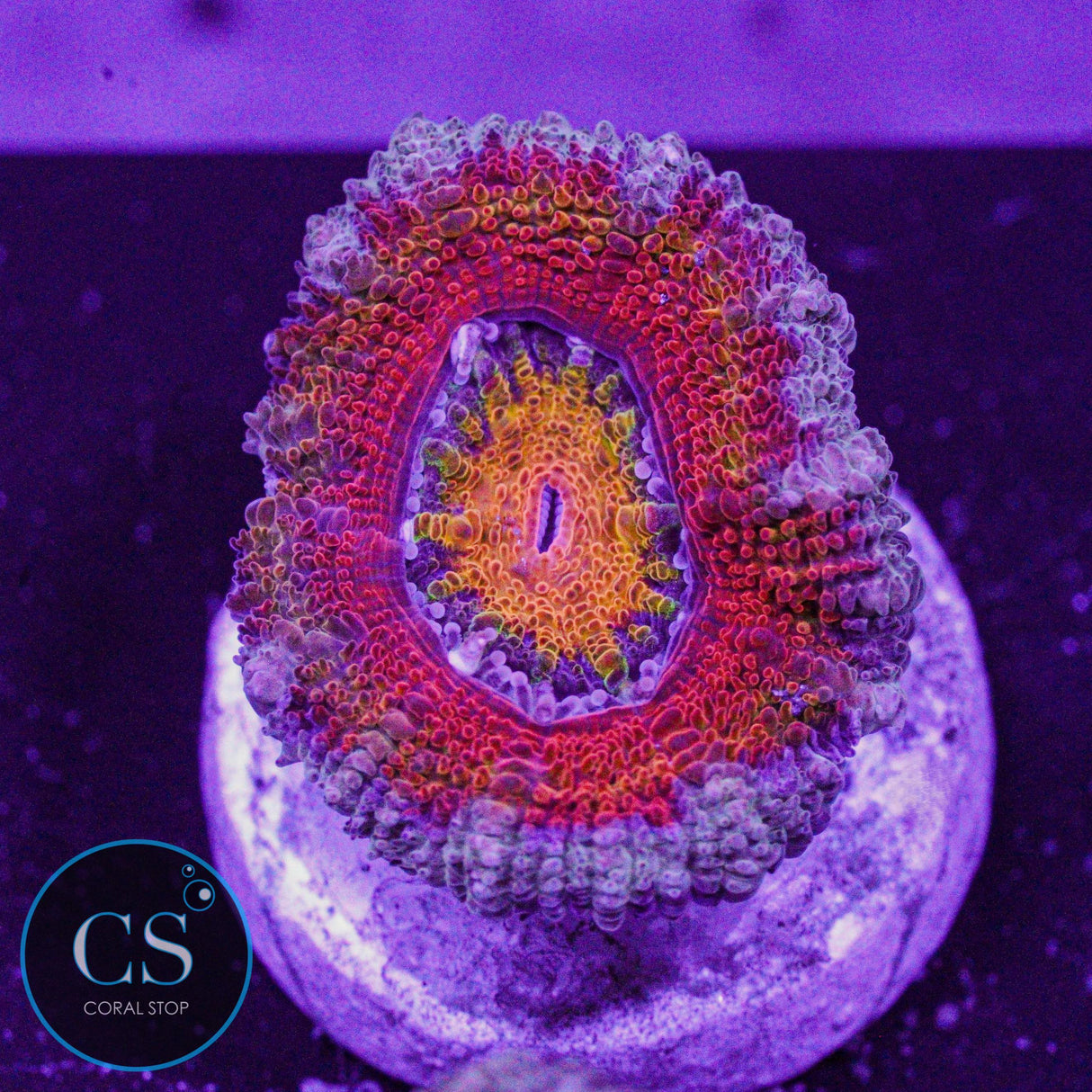 CS New Release Cosmic Bullseye Acan