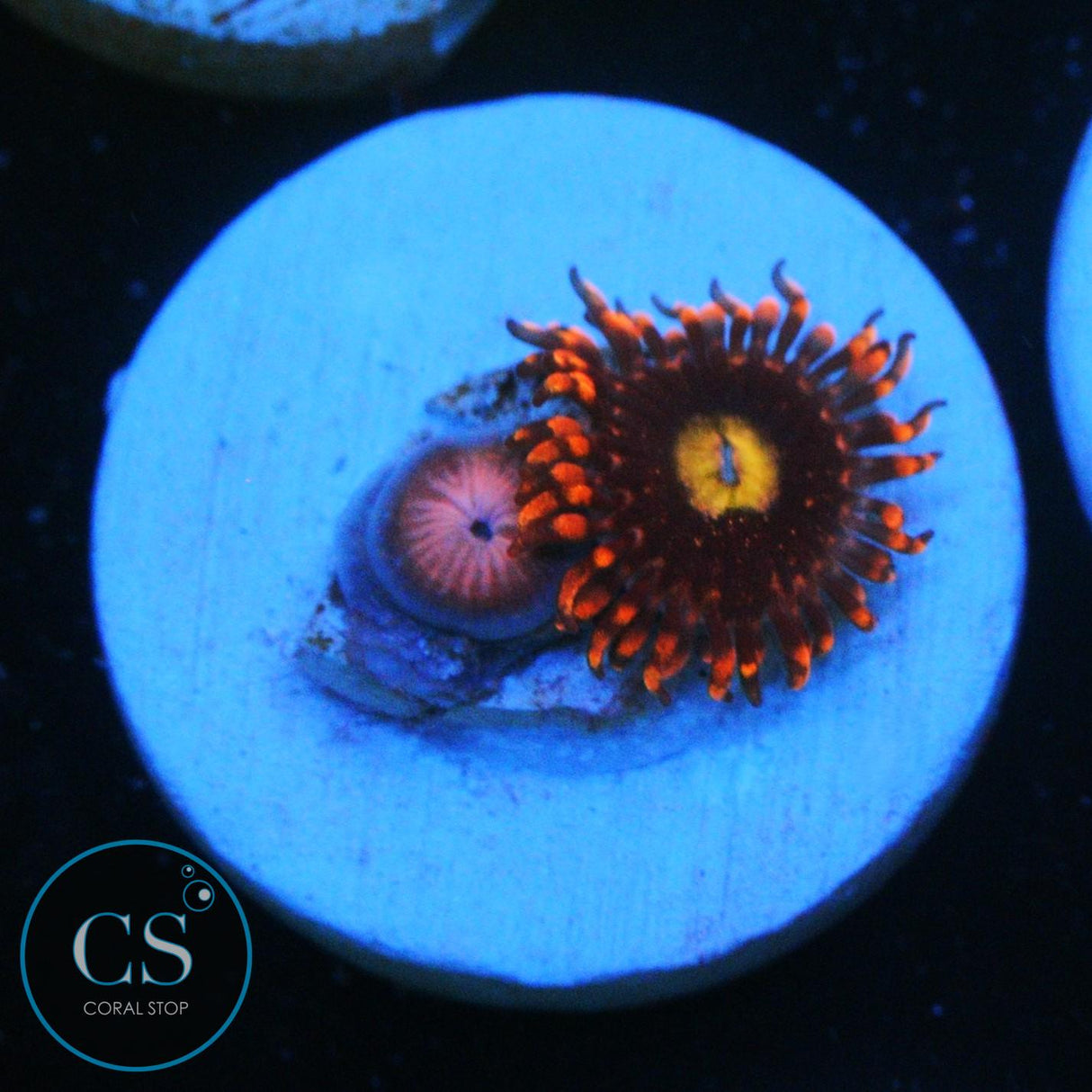 CARROT TOP ZOA