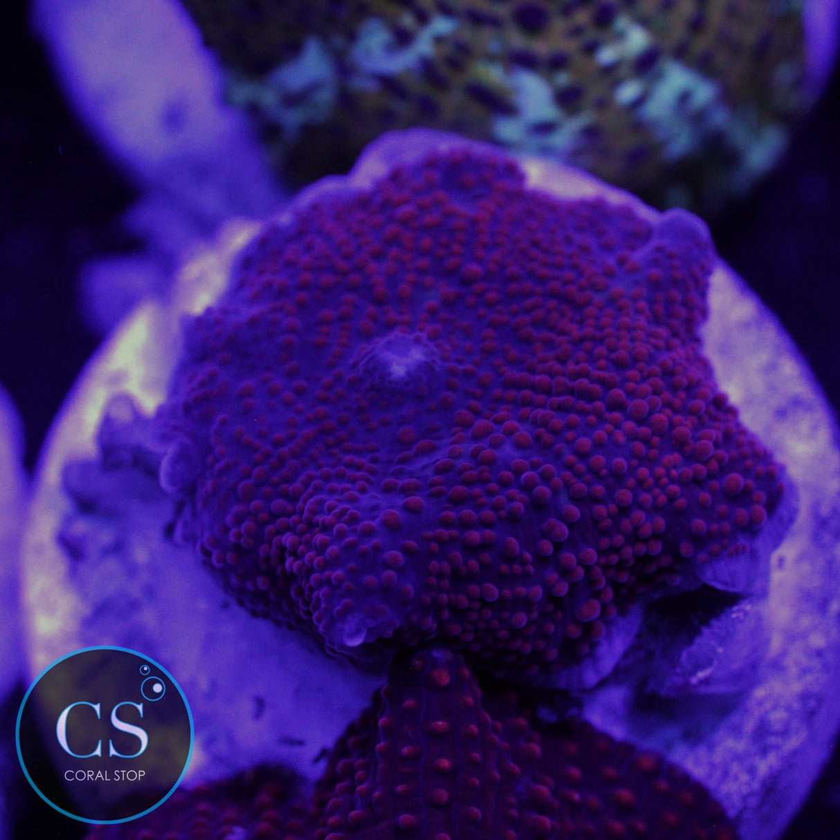 INTERSTELLAR MUSHROOM