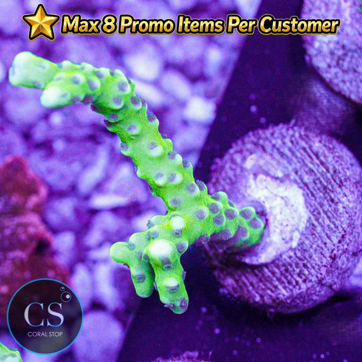 Goldenrod Anacropora