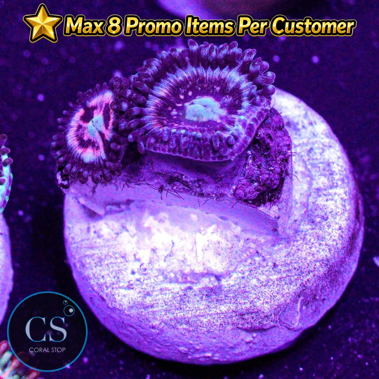 CC Pink Constellation Zoa