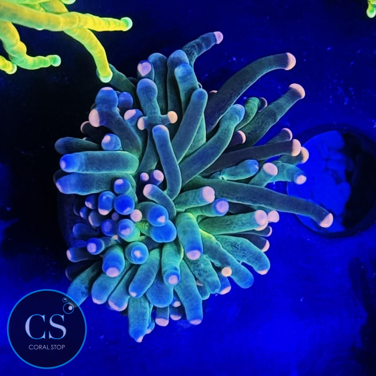 FAIRY GODMOTHER TORCH