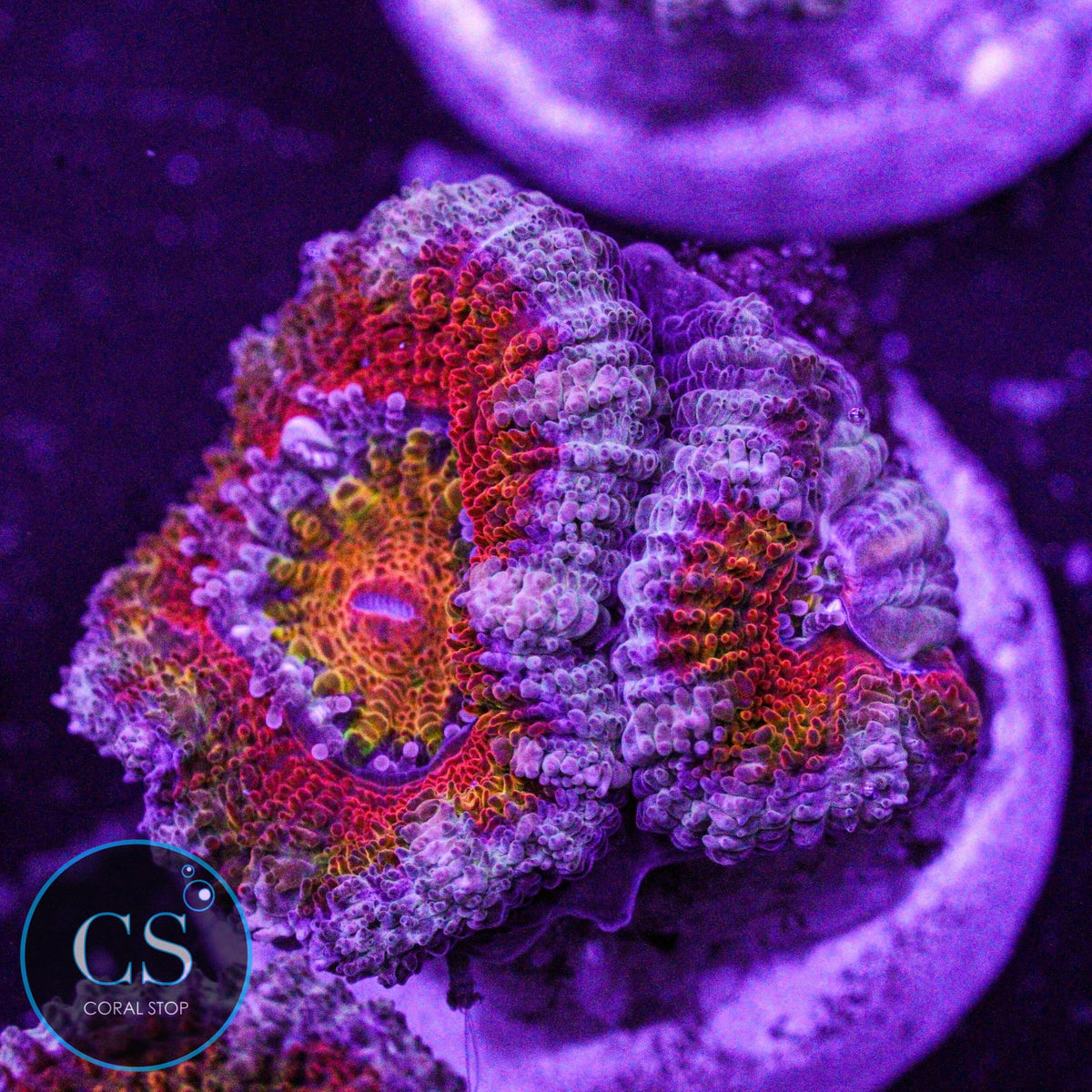 CS New Release Cosmic Bullseye Acan