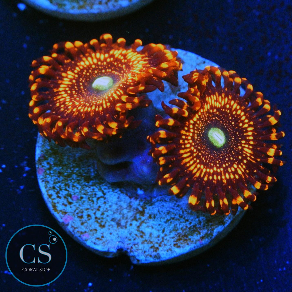 WWC ILLUMINATI ZOA