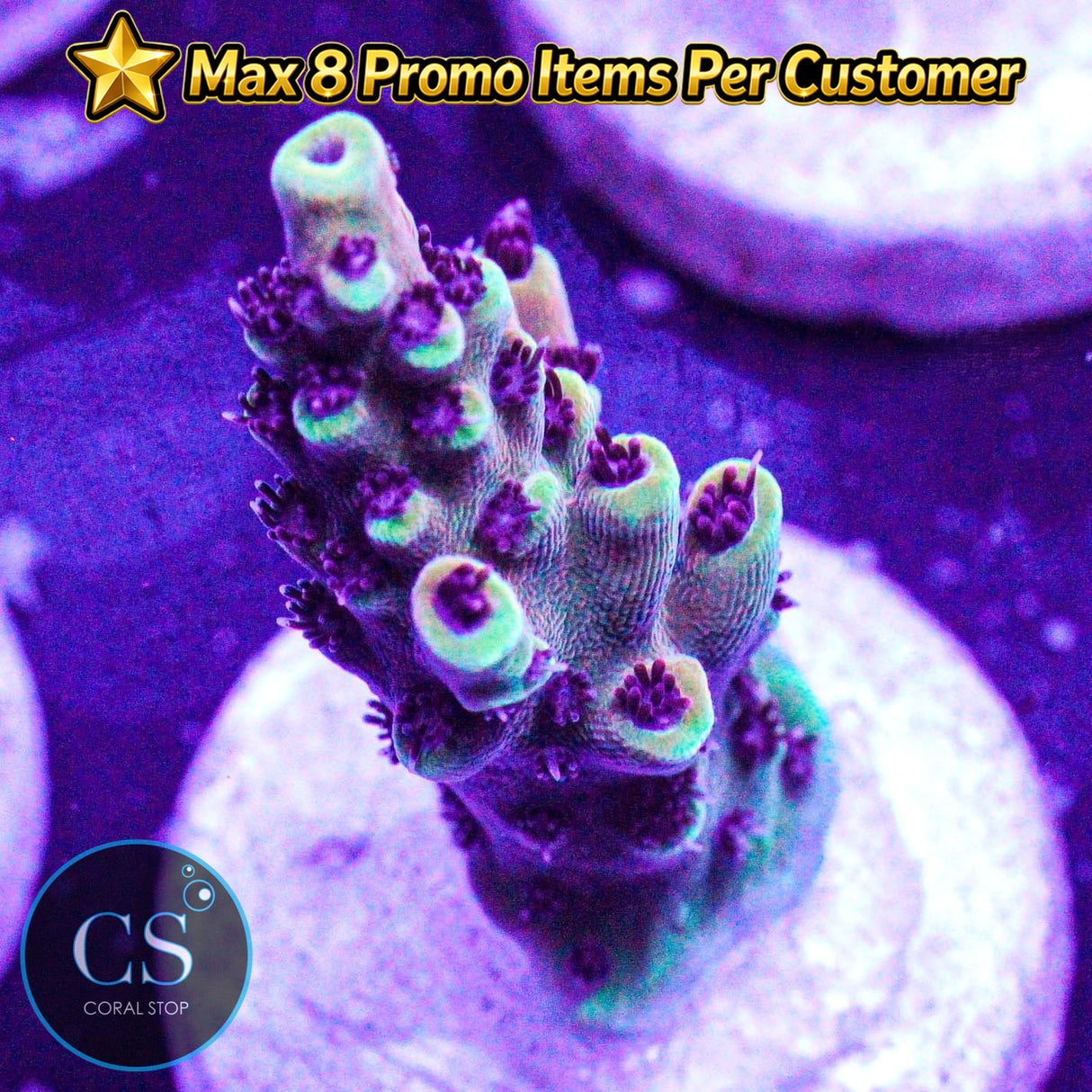 RR Pink Cadillac Acro