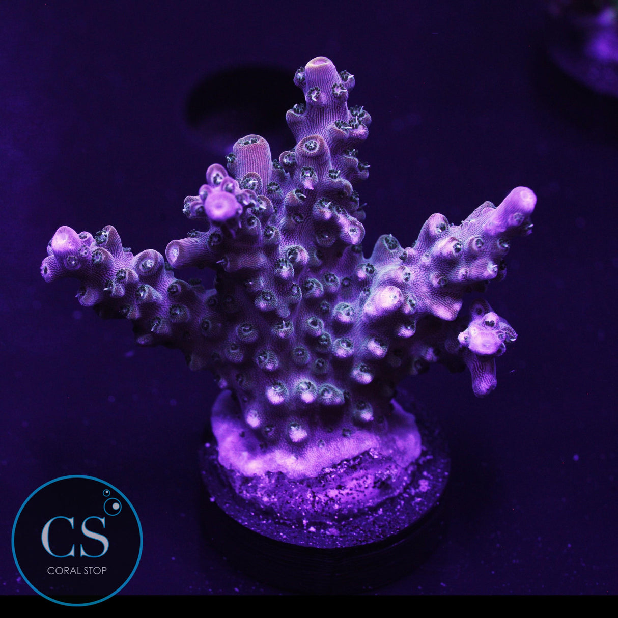 SBB Afterburner Acro