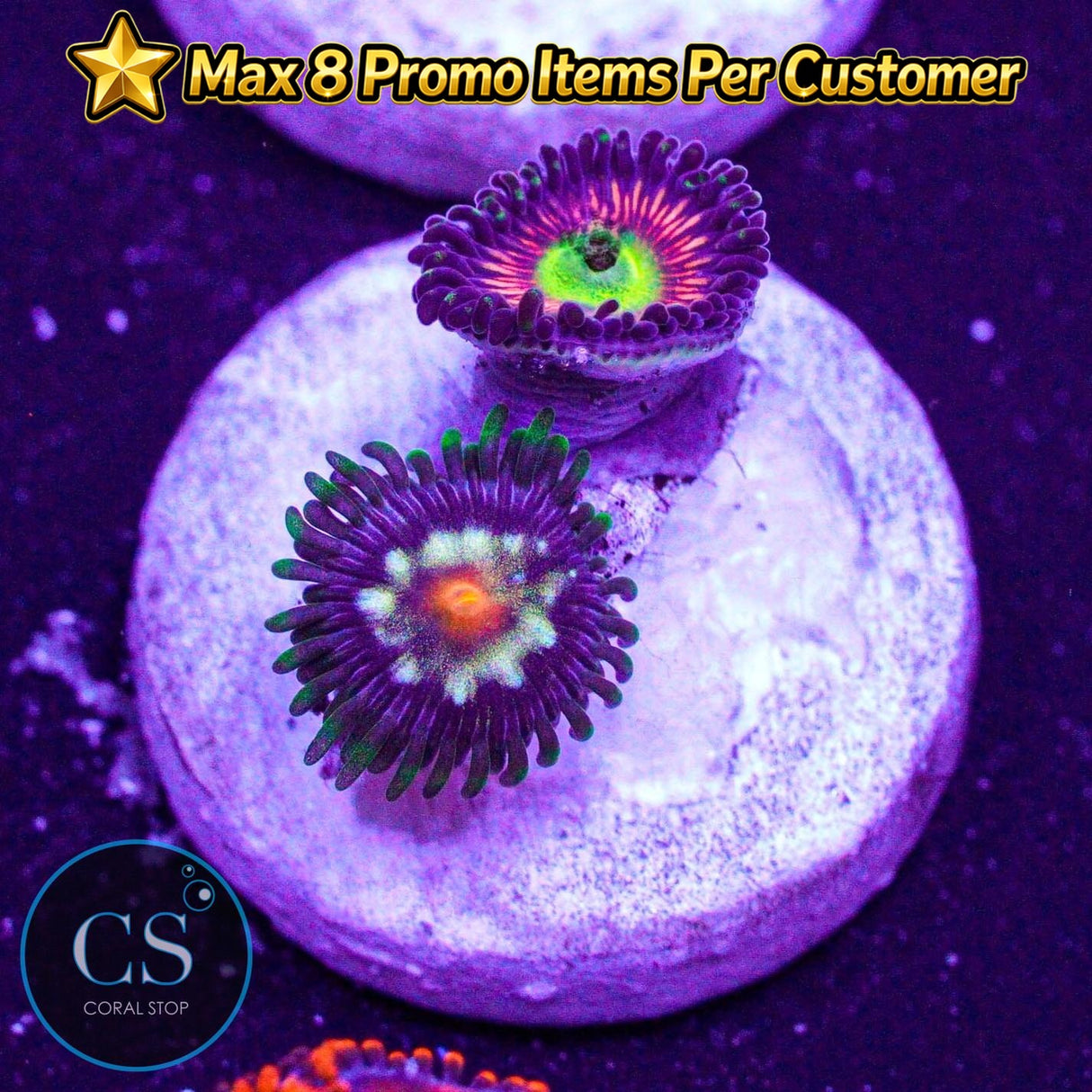Combo Zoa