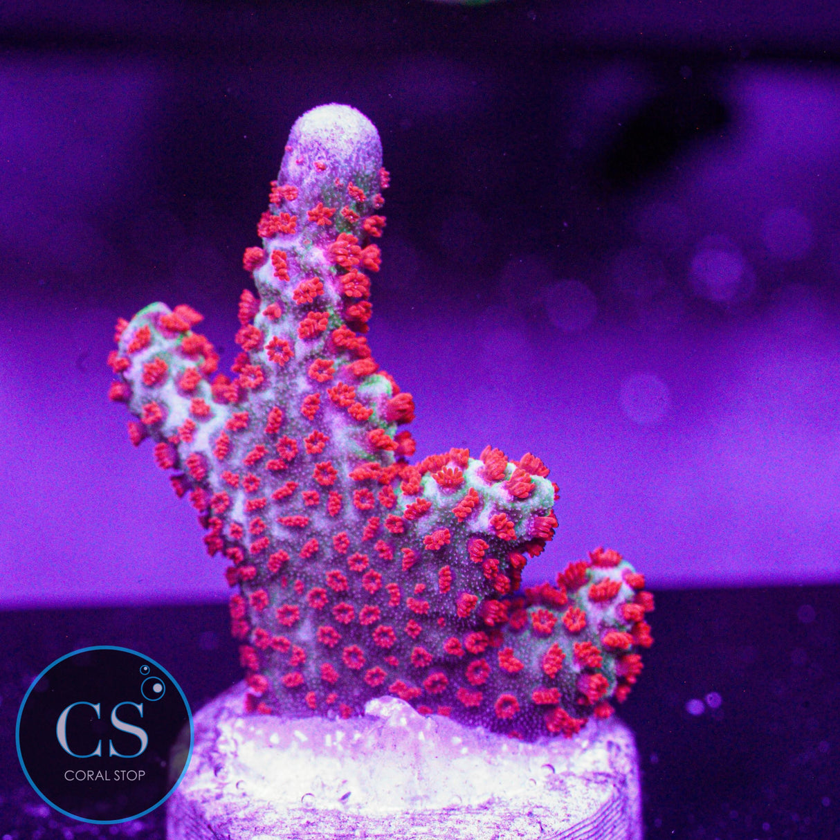 Bubblegum Digitata