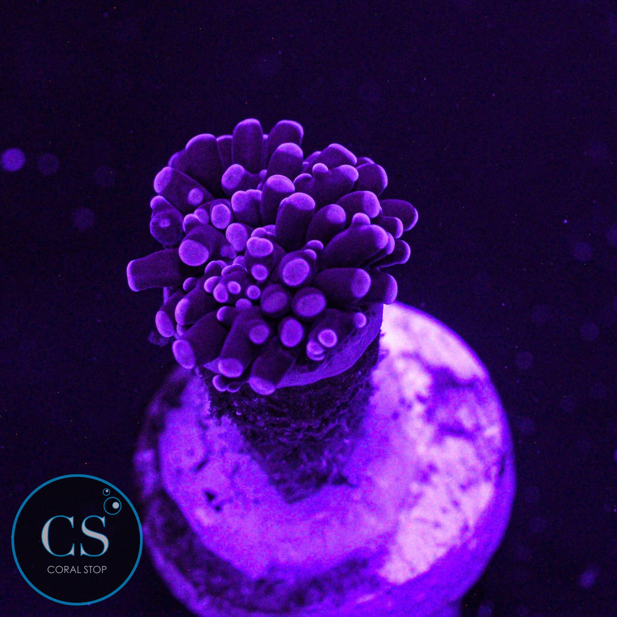 Mini Purple Frammer