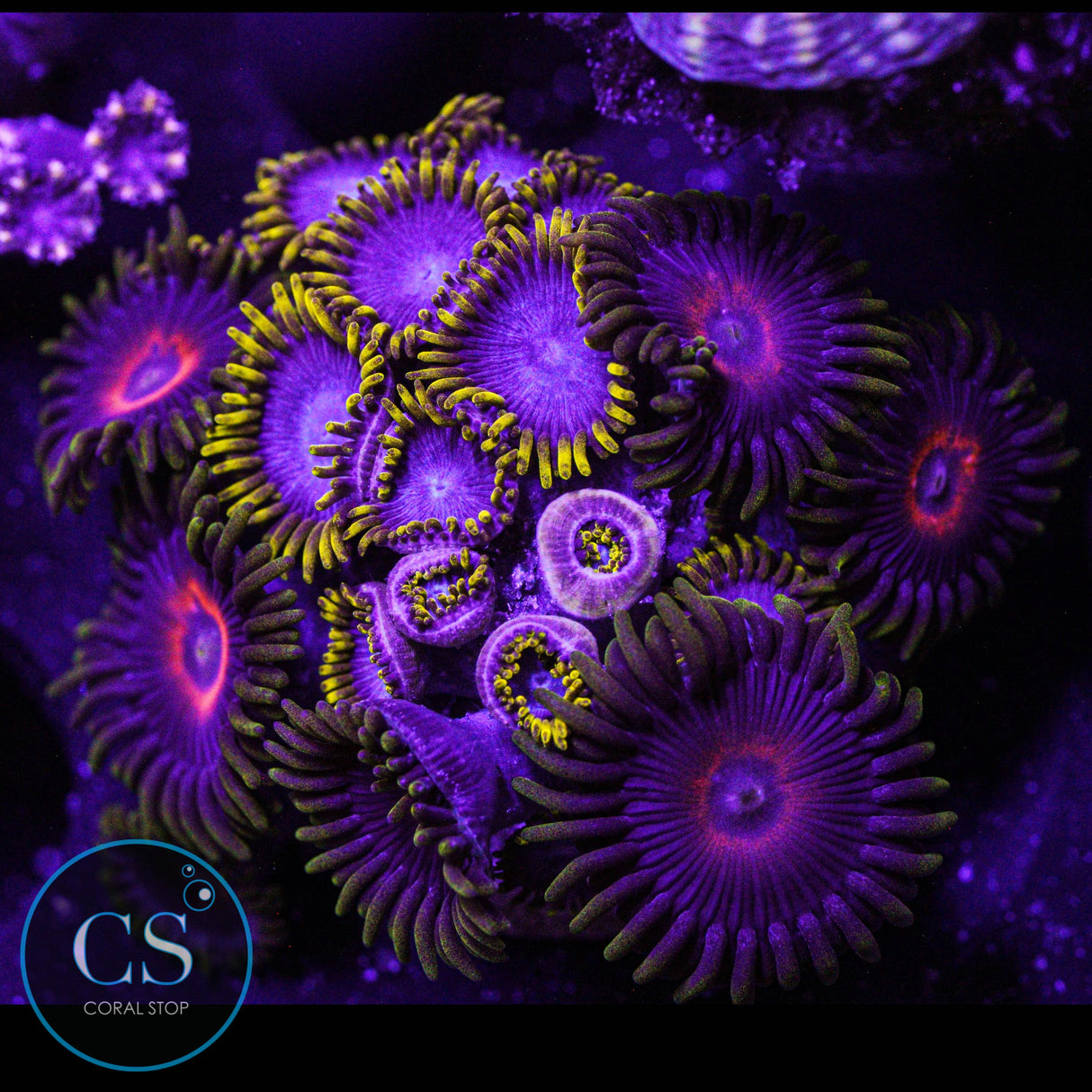 Combo Zoa