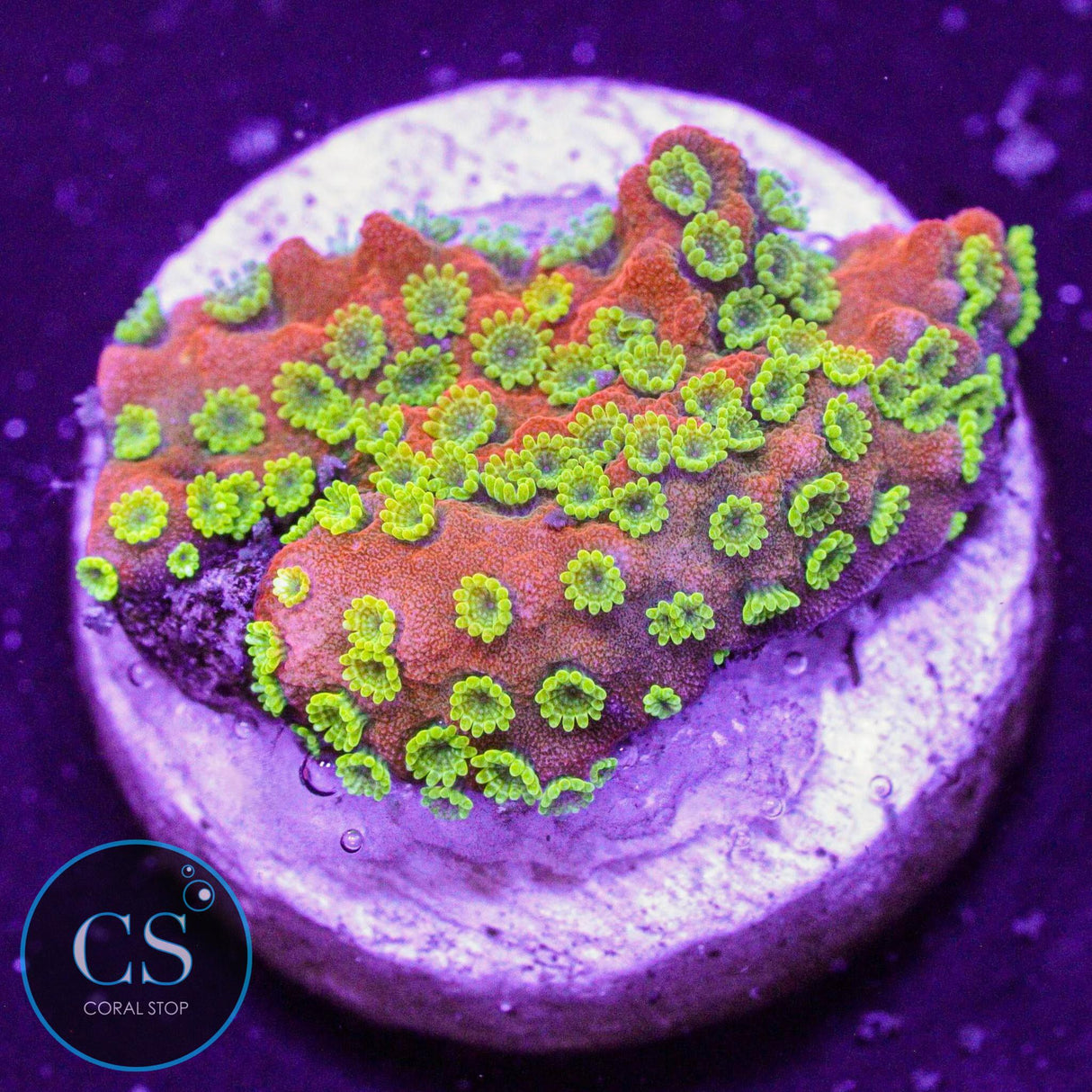 Sunset Montipora