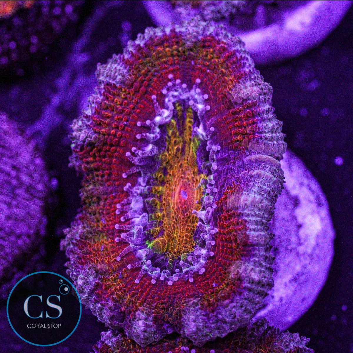 CS New Release Cosmic Bullseye Acan
