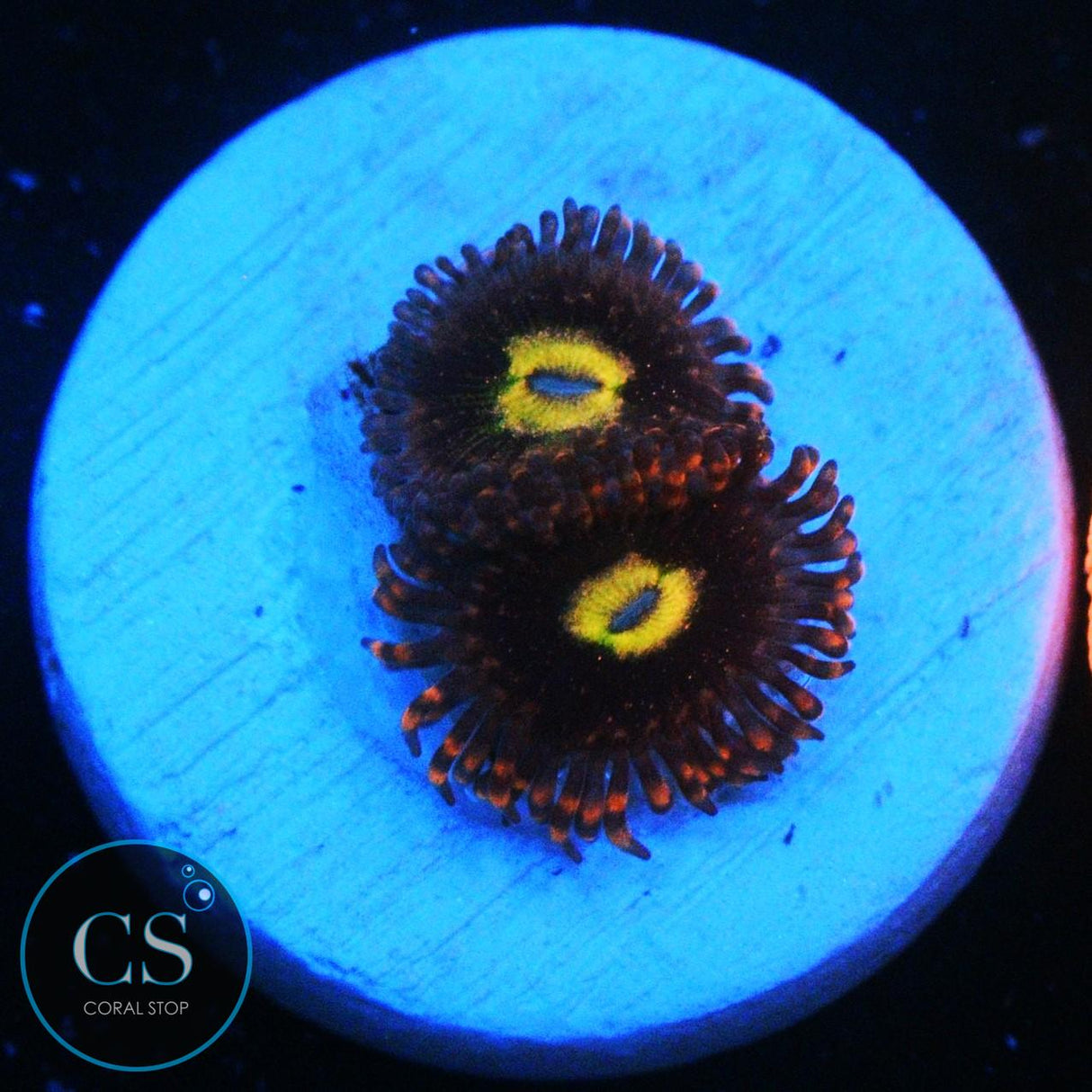 CARROT TOP ZOA