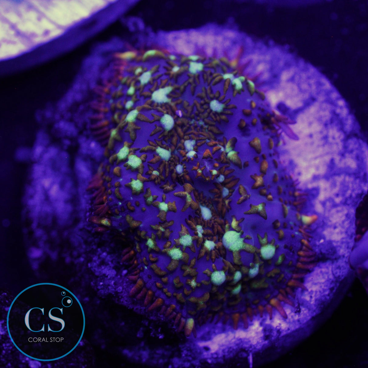 CS GENERAL TSO MUSHROOM