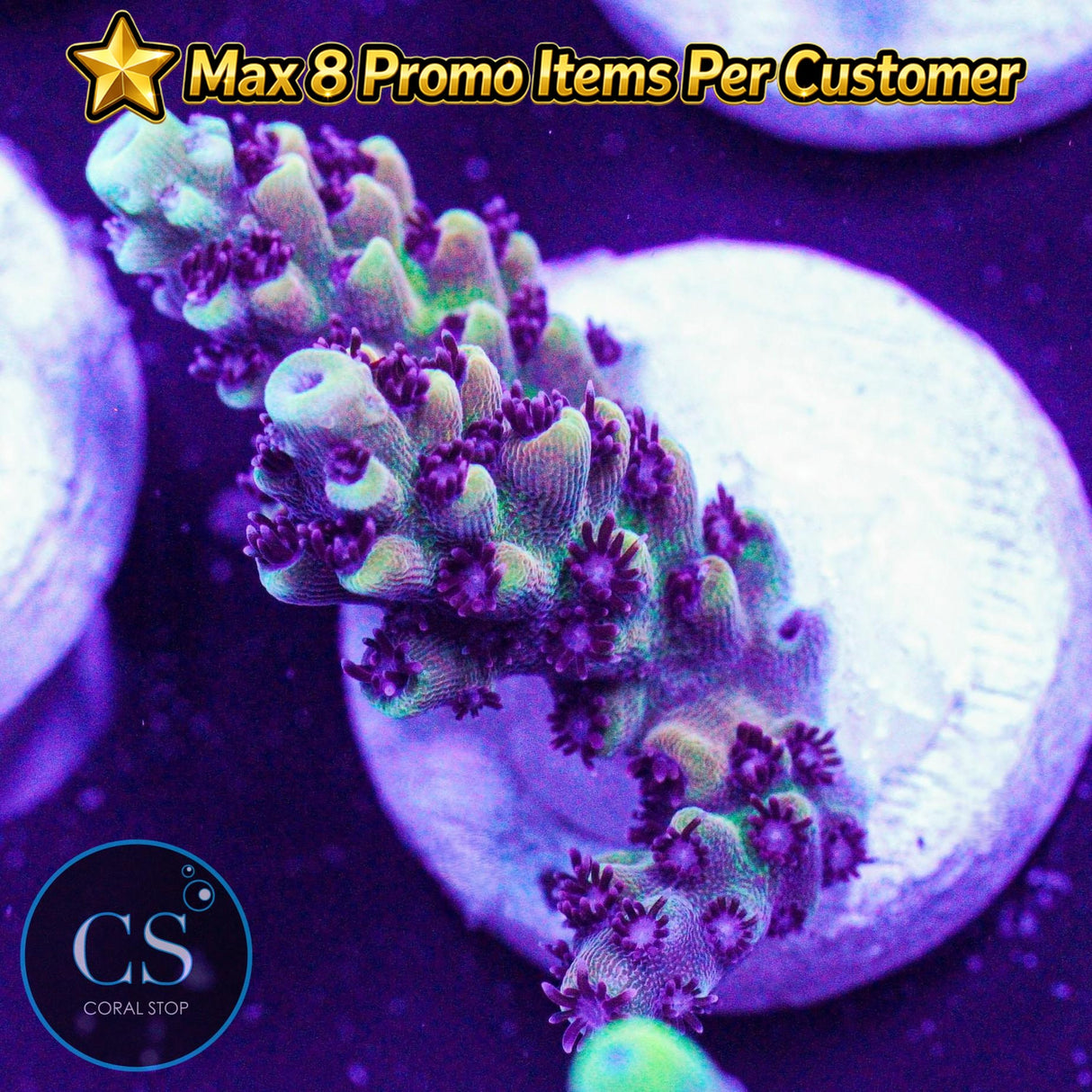 RR Pink Cadillac Acro