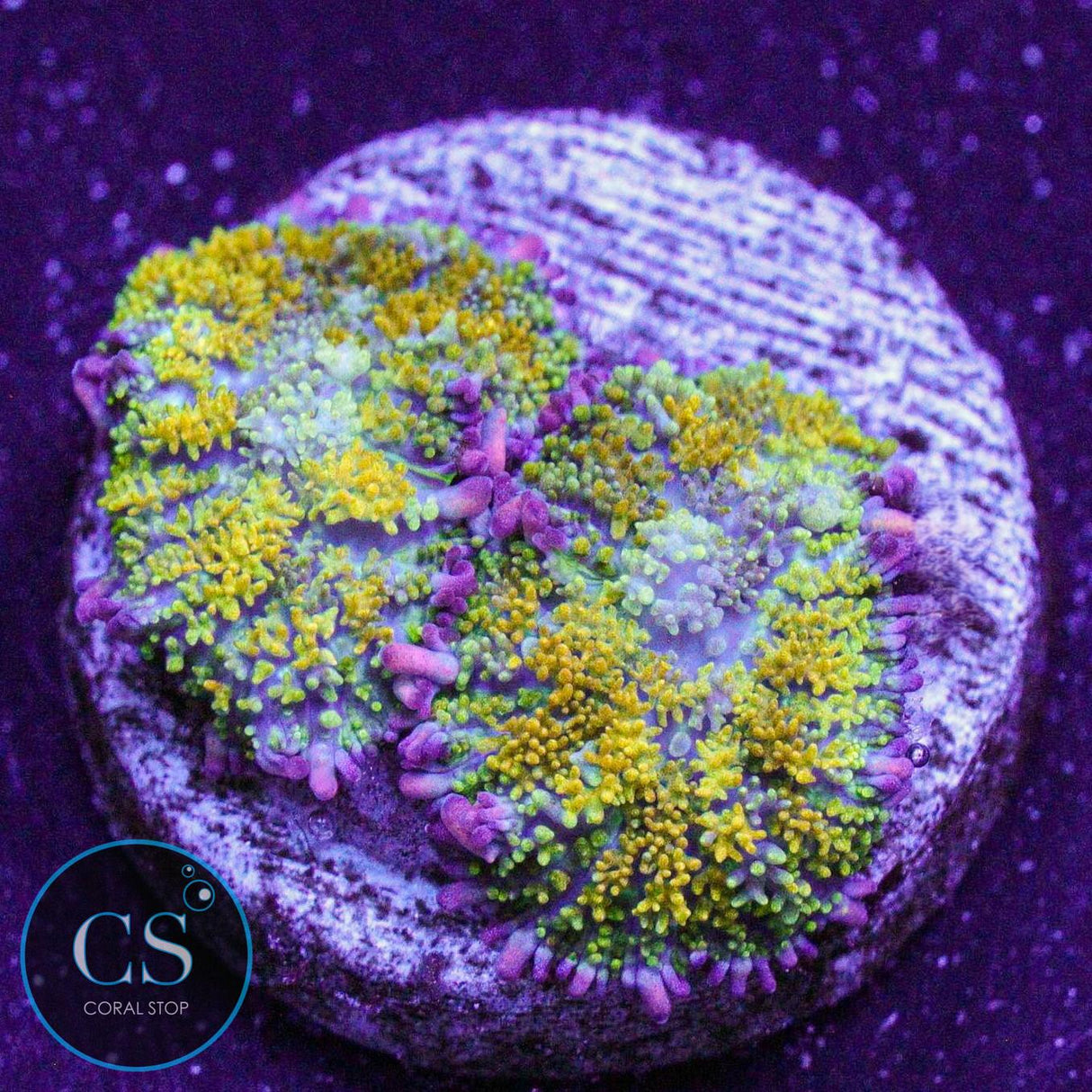 Gonzo Gold Dragon Bounce Mushroom