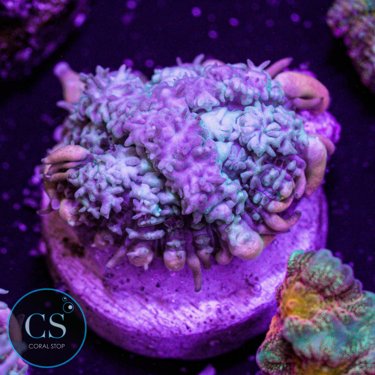 Frankenstein's Monster Bounce Mushroom