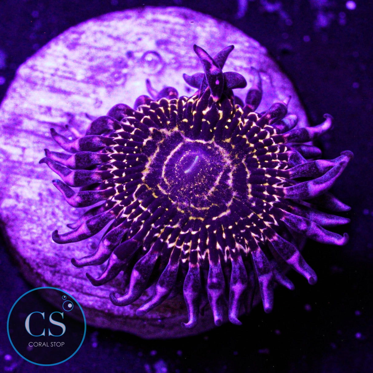 Stratosphere Zoa