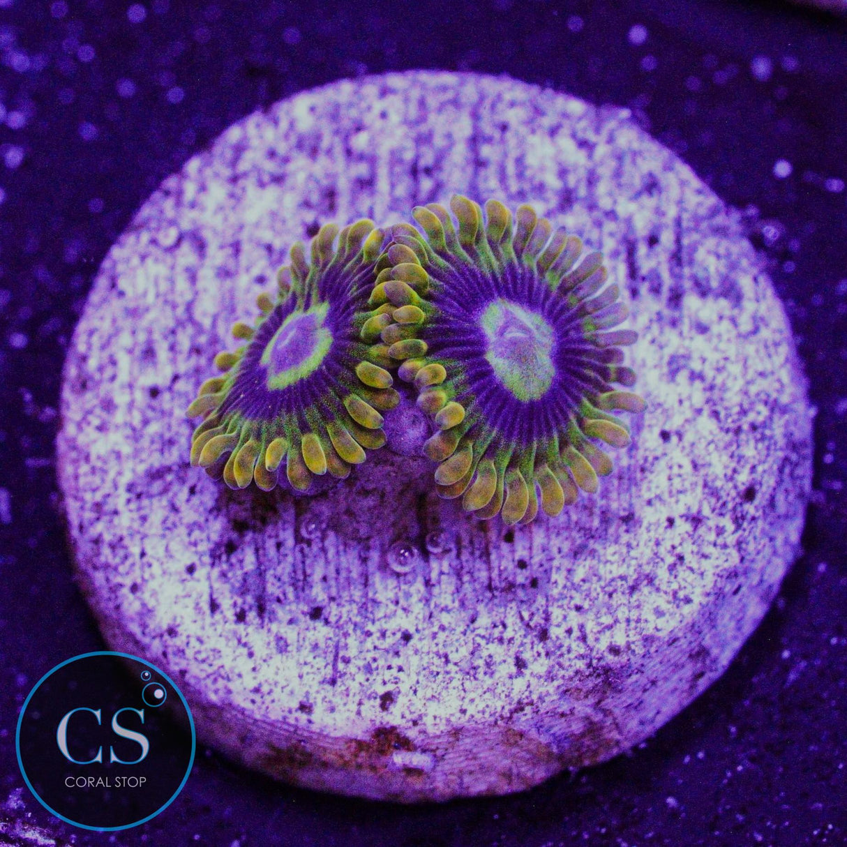 Rainbow Yoda Zoa