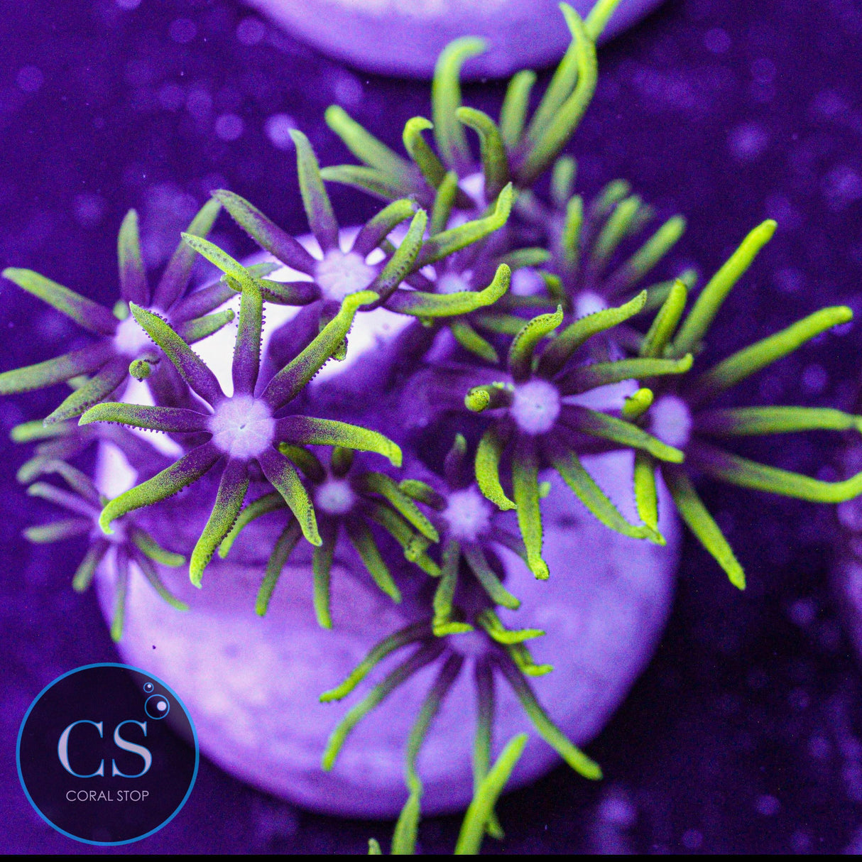 Electric Green Star Polyps GSP