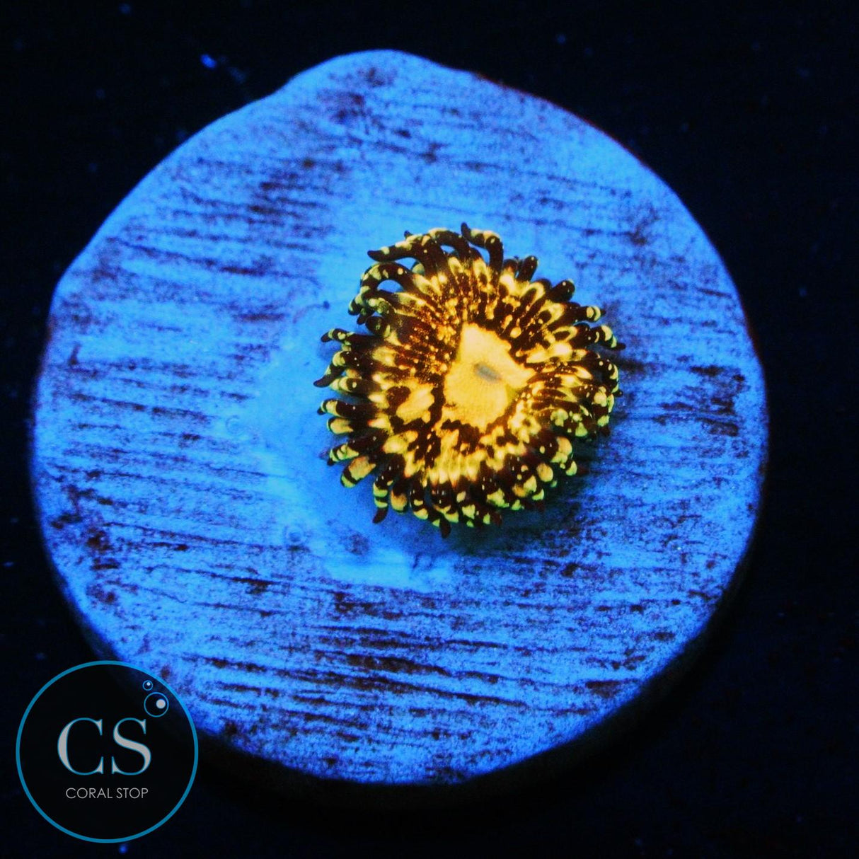 GRIM REAPER ZOA