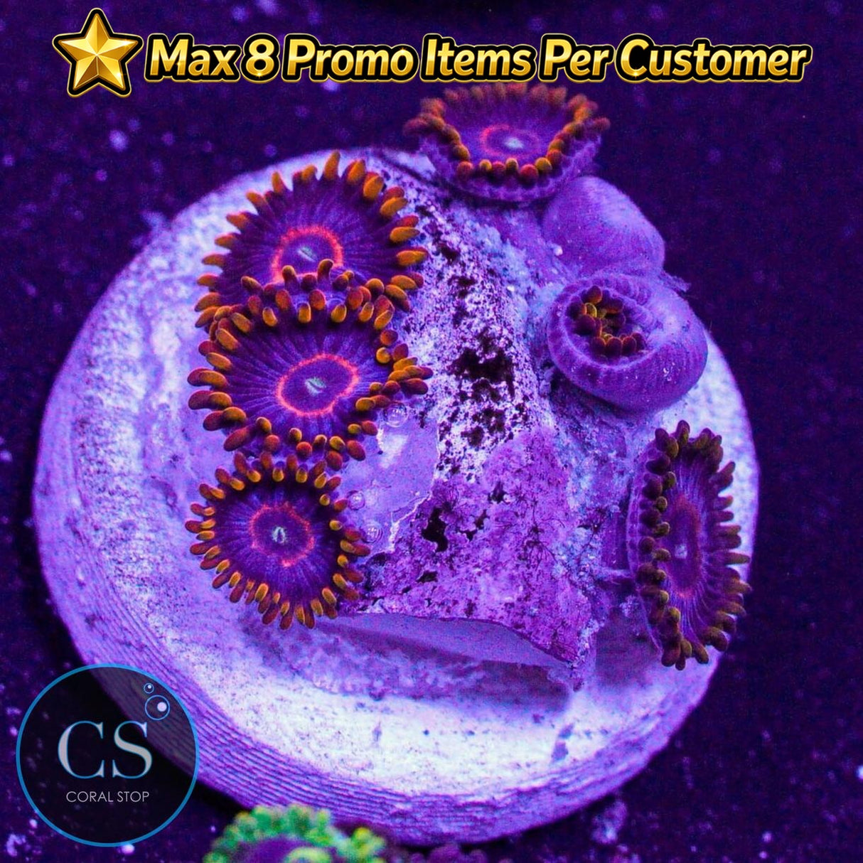 Red Hornet Zoa