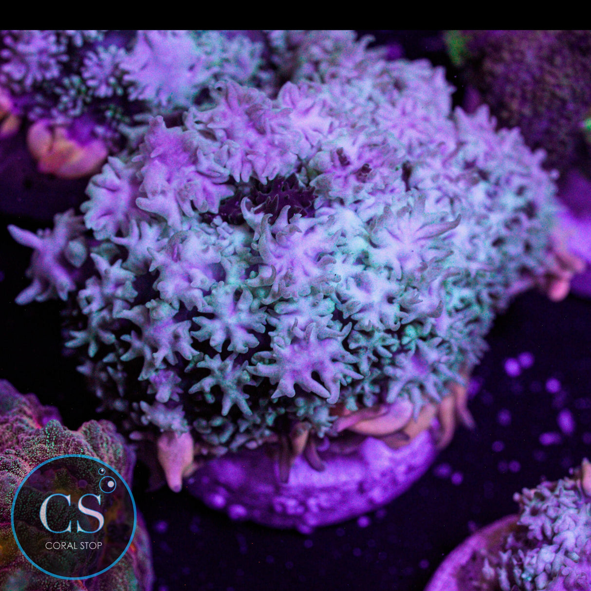 Frankenstein's Monster Bounce Mushroom