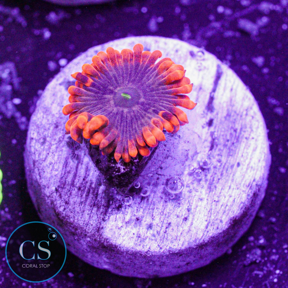 Fruit Punch Zoa