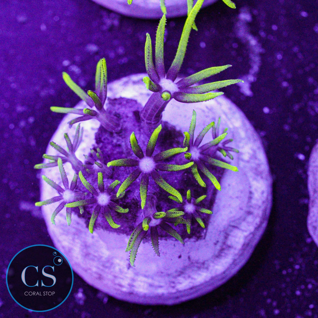 Electric Green Star Polyps GSP