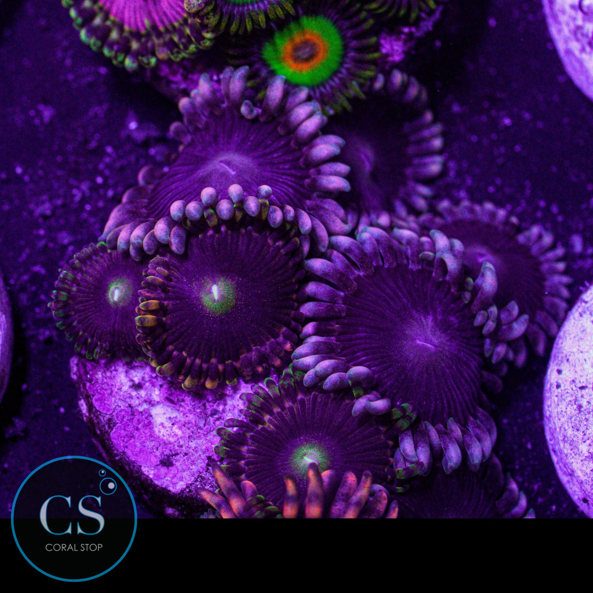 Combo Zoa