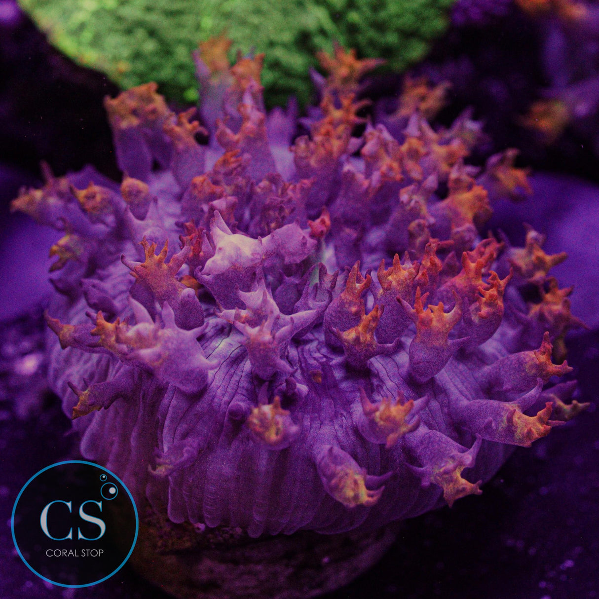 Orange St Thomas Mushroom