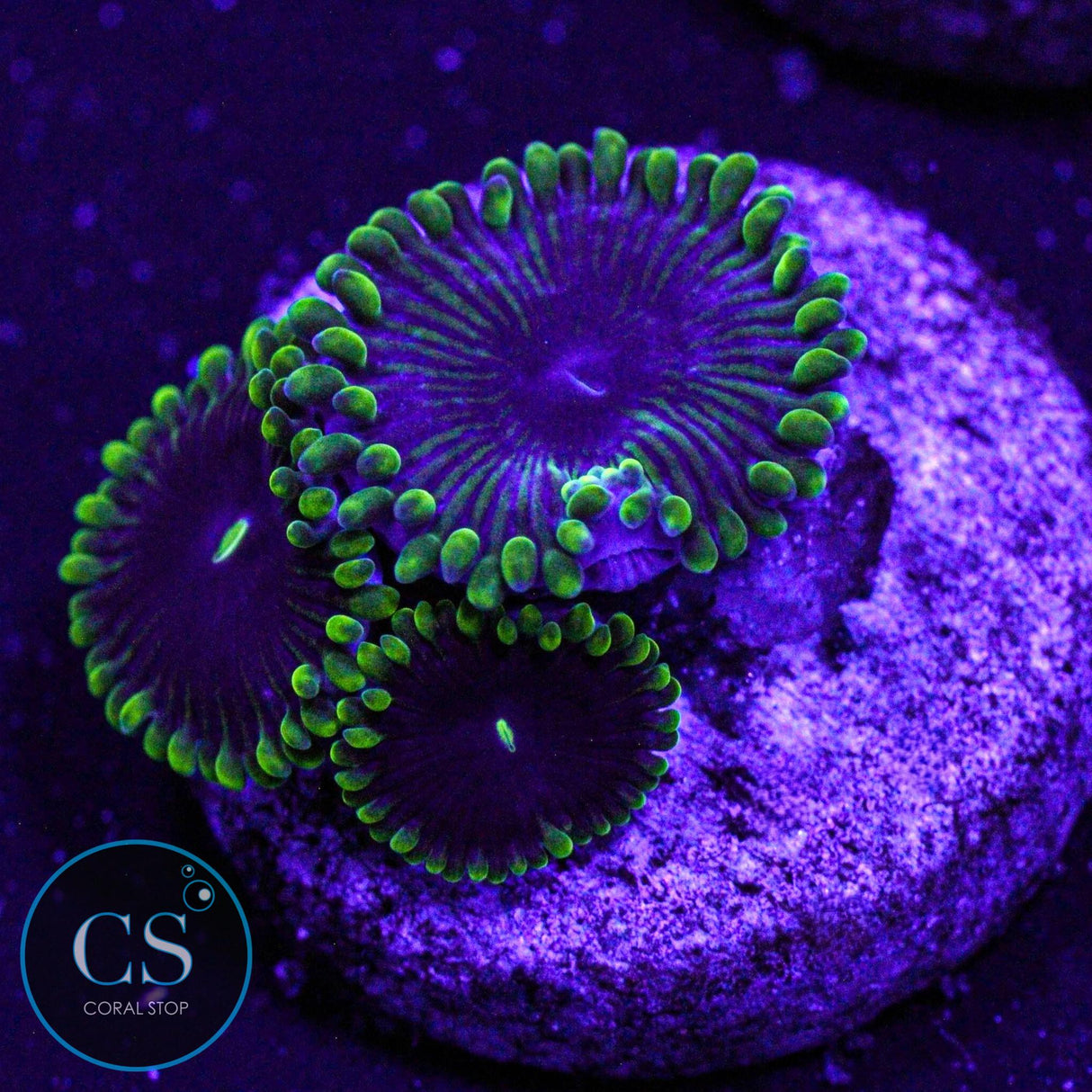 OG Purple People Eater Zoa