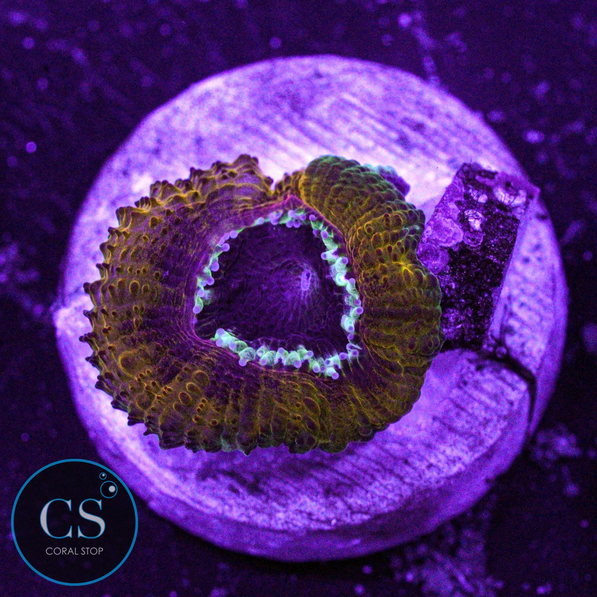 Peanut Butter Jelly Acan