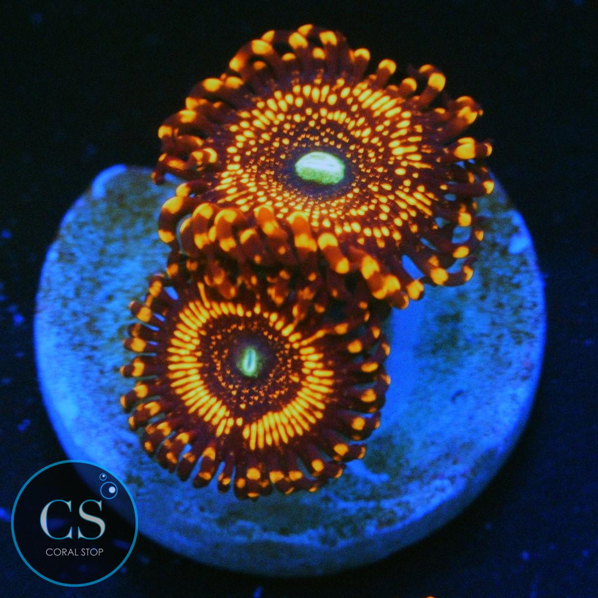 WWC ILLUMINATI ZOA