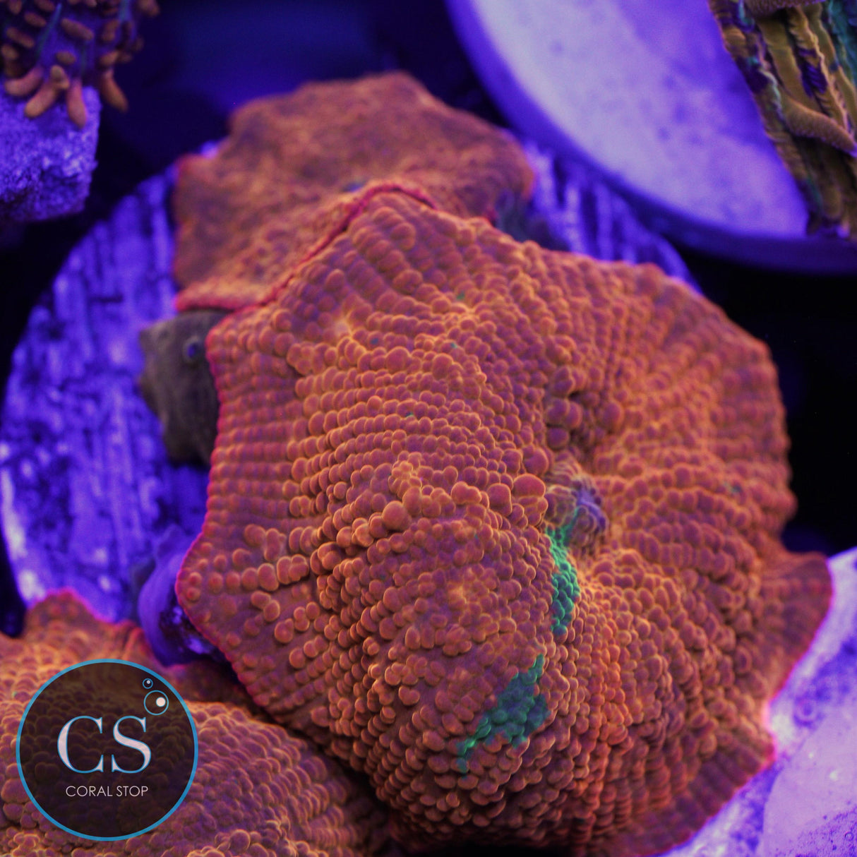 CANDY CRUSH JAWBREAKER MUSHROOM COLONY