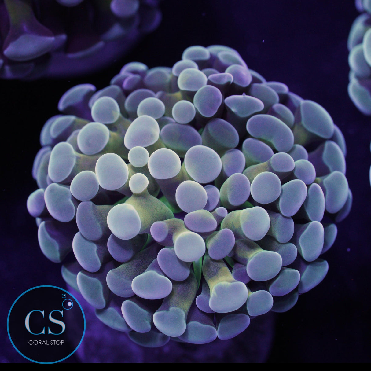 ICED OUT GOLD STEM HAMMER